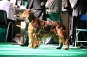 Crufts2011 591